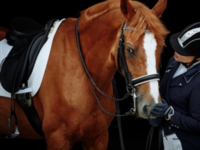Équipement et Soins pour Chevaux
